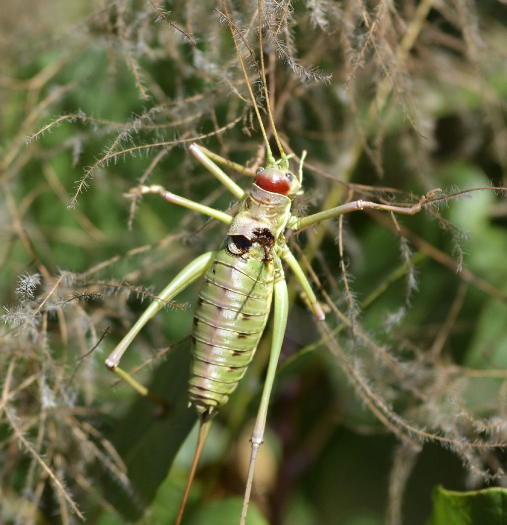 Bradyporidae:  Ephippiger discoidalis, femmina parassitata